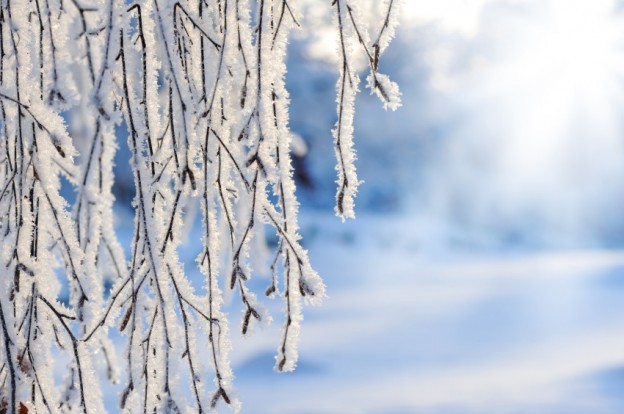 Snow and frost covered branches